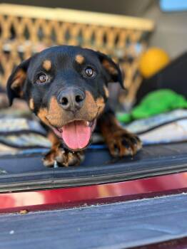 ROCKY THE PUP -  Rottweiler Dog for Adoption in Chapel Hill, North Carolina - ROCKY THE PUP | PetCurious