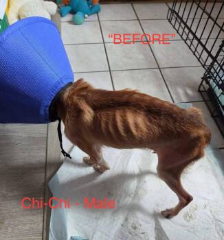 Chi-Chi -  Chihuahua Dog for Adoption in Hillside, Illinois - Chi-Chi | PetCurious
