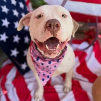 Bella Rose the Cutie with the Wiggle Booty -  Pit Bull Terrier Dog for Adoption in Friendswood, Texas - Bella Rose The Cutie With The Wiggle Booty | PetCurious