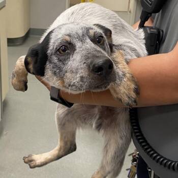 1 -  Australian Cattle Dog Blue Heeler Dog for Adoption in Westminster, California - 1 | PetCurious