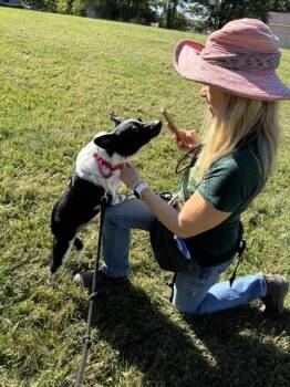 Bosco -  Australian Cattle Dog Blue Heeler and Mixed Breed Dog for Adoption in Kalamazoo, Michigan - Bosco | PetCurious