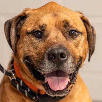 Boxer and Rhodesian Ridgeback Dogs Available for Adoption in Kennebunk, Maine - Apollo | PetCurious