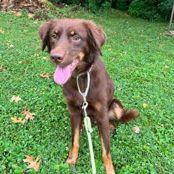 Ned -  Australian Shepherd Dog for Adoption in Prospect, Kentucky - Ned | PetCurious