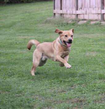 Rescue Yellow Labrador Retriever Dogs for Adoption in Lincoln University, Pennsylvania - Beasley | PetCurious