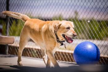 Labrador Retriever Dogs Available for Adoption in Twentynine Palms, California - Toby | PetCurious