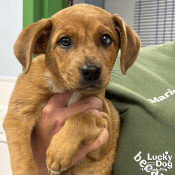 Shepherd and Australian Shepherd Dogs Available for Adoption in Washington, District Of Columbia - Puffy | PetCurious