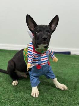 Belgian Shepherd Malinois and Australian Kelpie Dogs Available for Adoption - Sam | PetCurious