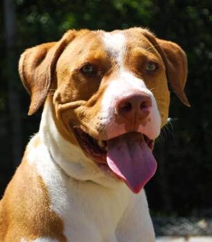 Jack -  Labrador Retriever Dog for Adoption in Manchester, Tennessee - Jack | PetCurious
