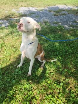 Rescue Labrador Retriever Dogs for Adoption in Cleveland, Tennessee - Lilly | PetCurious