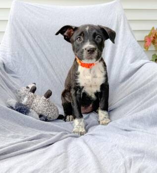 Popcorn -  Mixed Breed Dog for Adoption in Murray, Kentucky - Popcorn | PetCurious