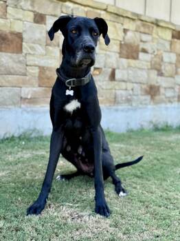Paisley -  Great Dane Dog for Adoption in Helotes, Texas - Paisley | PetCurious