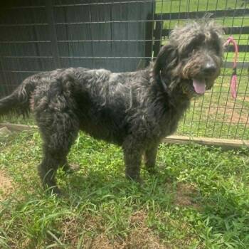 Jewels -  Labradoodle Dog for Adoption in Lancaster, Kentucky - Jewels | PetCurious