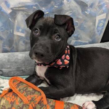 Rescue Labrador Retriever Dogs for Adoption in Loxahatchee Groves, Florida - Jace AKA Lotto | PetCurious