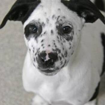 Border Collie and Black Labrador Retriever Dogs Available for Adoption - Andy | PetCurious