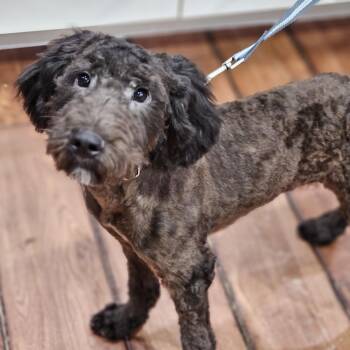 Bubba Springfield -  Goldendoodle Dog for Adoption in Shiloh, Illinois - Bubba Springfield | PetCurious