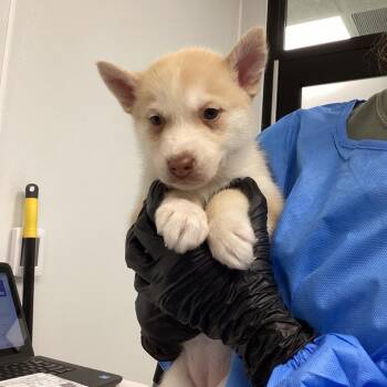 Husky and Pit Bull Terrier Dogs Available for Adoption - Pearl | PetCurious
