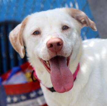 Labrador Retriever Dogs Available for Adoption in Kansas City, Kansas - Peach (AO36609) | PetCurious