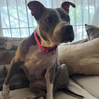 Mala -  Mixed Breed Dog for Adoption in Philadelphia, Pennsylvania - Mala | PetCurious