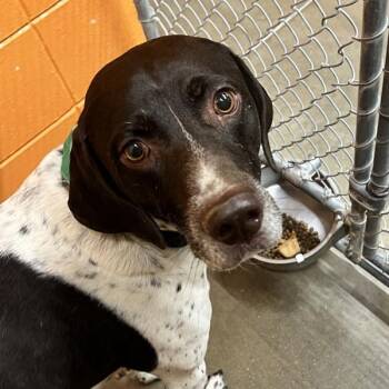 German Shorthaired Pointer Dogs Available for Adoption - Tucker | PetCurious