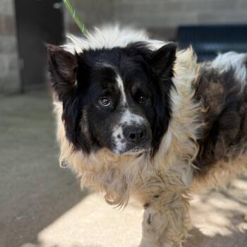 Retriever and Australian Shepherd Dogs Available for Adoption in Columbia, South Carolina - Campfire | PetCurious