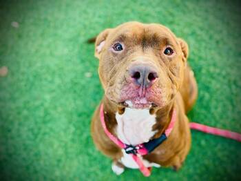 Labrador Retriever and Mixed Breed Dogs Available for Adoption - ACE | PetCurious