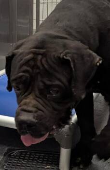 BULL -  Mixed Breed Dog for Adoption in Dallas, Texas - BULL | PetCurious