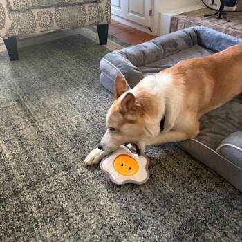 Max Knox -  Shepherd and Mixed Breed Dog for Adoption in Rockville, Maryland - Max Knox | PetCurious