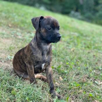 Rescue Mixed Breed Dogs for Adoption in Davenport, Iowa - Roscoe | PetCurious