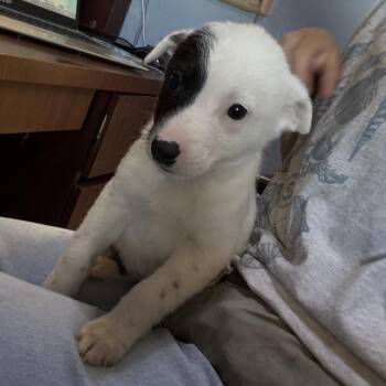 Cattle Dog Dogs Available for Adoption in Casa Grande, Arizona - Freya | PetCurious