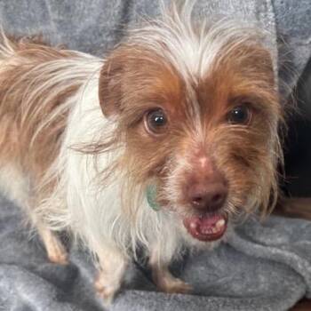 Yorkshire Terrier and Maltese Dogs Available for Adoption - Alfie | PetCurious