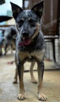 Penny -  Cattle Dog Dog for Adoption in Bloomington, Indiana - Penny | PetCurious