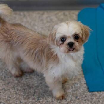 Silk (AG26-197) -  Shih Tzu Dog for Adoption in Peyton, Colorado - Silk (AG26-197) | PetCurious