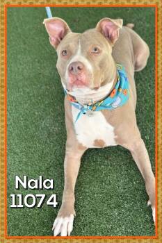 Rescue Pit Bull Terrier Dogs for Adoption in Marietta, Georgia - NALA | PetCurious