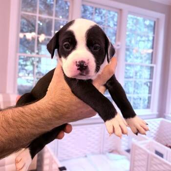 Border Collie and Pit Bull Terrier Dogs Available for Adoption in Durham, North Carolina - Snicker | PetCurious