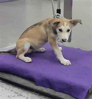 A2079721 -  Labrador Retriever Dog for Adoption in Houston, Texas - A2079721 | PetCurious