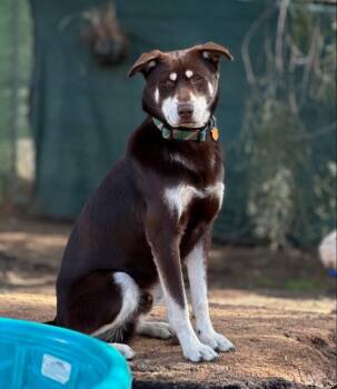 Husky Dogs Available for Adoption - Rowdy | PetCurious
