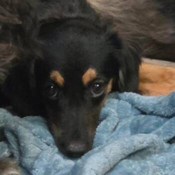 Bran -  Mixed Breed Dog for Adoption in Leander, Texas - Bran | PetCurious