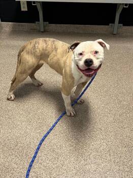 Hope -  Pit Bull Terrier Dog for Adoption in Troy, Ohio - Hope | PetCurious