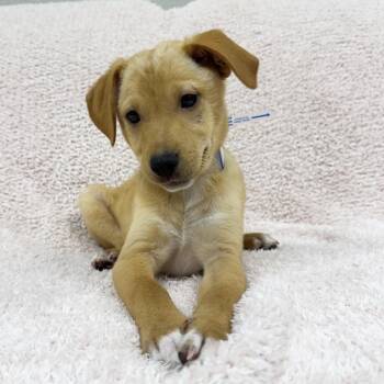 846 (2026) -  Labrador Retriever and Mixed Breed Dog for Adoption in Parker, Colorado - 846 (2026) | PetCurious