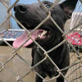 Australian Cattle Dog Blue Heeler and Mixed Breed Dogs Available for Adoption in Brooksville, Kentucky - Prince | PetCurious