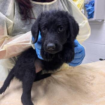 Howler -  Mixed Breed Dog for Adoption in Murray, Utah - Howler | PetCurious