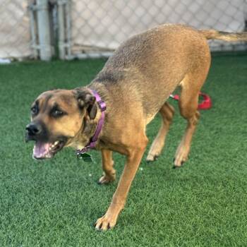 German Shepherd Dog Dogs Available for Adoption in Tempe, Arizona - Ostara | PetCurious