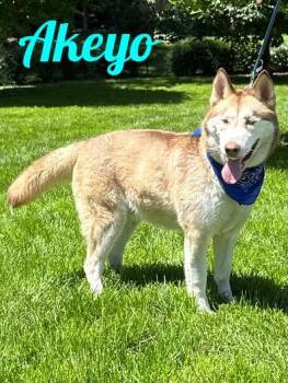 Akeyo -  Siberian Husky Dog for Adoption in Westbury, New York - Akeyo | PetCurious