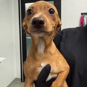 Peanut -  Chihuahua and Dachshund Dog Available for Adoption in Abilene, Texas - Peanut | PetCurious