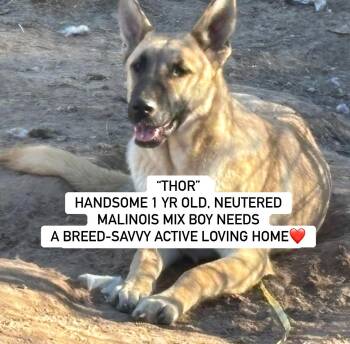 Rescue Belgian Shepherd Malinois Dogs for Adoption in Rockdale, Texas - THOR | PetCurious
