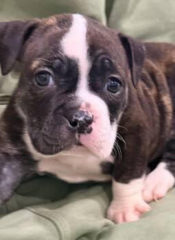 American Bully Dogs Available for Adoption in Copiague, New York - Dior | PetCurious