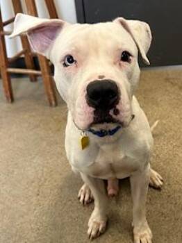 Boxer Dogs Available for Adoption in Cleveland, Ohio - Roman | PetCurious