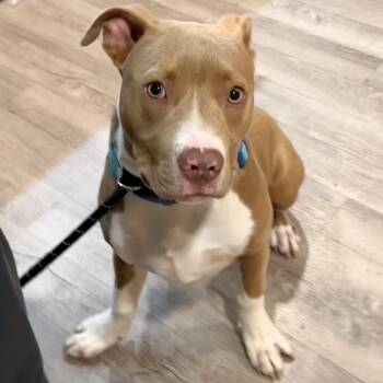 Bobo FKA Balboa -  Pit Bull Terrier and Mixed Breed Dog for Adoption in Chesapeake, Virginia - Bobo FKA Balboa | PetCurious