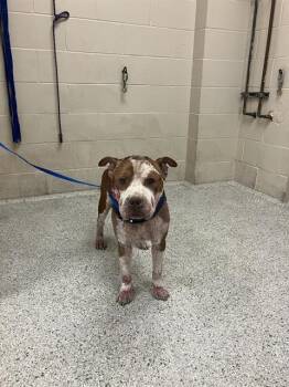 Rescue Pit Bull Terrier Dogs for Adoption in Conroe, Texas - SPRINGSTEEN | PetCurious