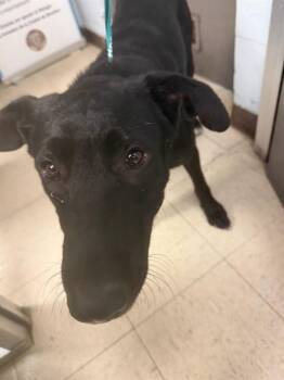 PIPS -  German Shepherd Dog and Mixed Breed Dog for Adoption in Stockton, California - PIPS | PetCurious